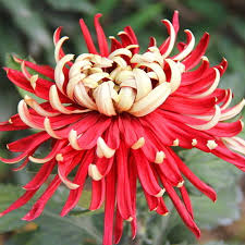 Yellow Red Chrysanthemum Flower Seeds for Planting
