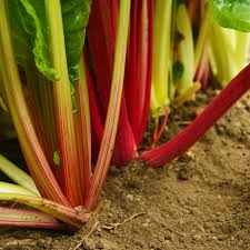 Mixed Swiss Vegetable Seeds for Your Garden