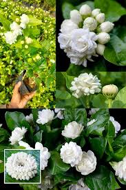 Jasmine Flower Seeds for Planting - Fragrant Blooms, Easy Gardening
