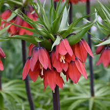 Red Fritillaria Flower Seeds for Planting Garden Favorite Heirloom & GMO Free Seeds for Home Garden
 
 Sale