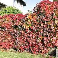 Brown Boston Ivy Seeds for Planting