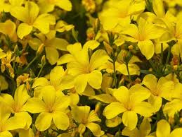 Yellow Linum Flavum Flower Planting Seeds