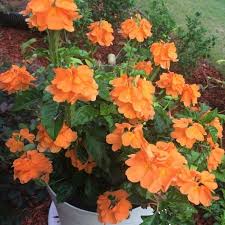 Orange Kalanchoe Seeds  Grow Bright Succulent Blooms for Your Garden