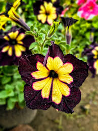 Black Yellow Petunia Seeds for Planting