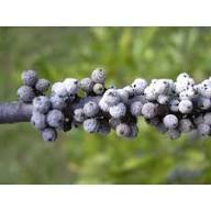 Green Myrtle Myrica Cerifera Seeds for Planting  Grow Beautiful Landscapes