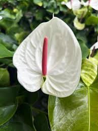 White Red Anthurium Flower seeds for Planting Wildflower Mix Heirloom & GMO Free Seeds for Home Garden