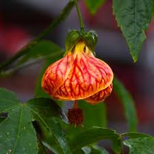 Abutilon Flower seeds for Planting - Shade Tolerant, Heirloom & GMO Free Seeds for Home Garden