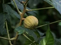 Hura Crepitans Seeds for Planting - Grow Your Own Sandbox Tree
