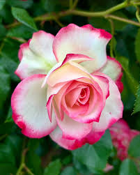 Pink Cream Rose Flower Seeds for Planting Long Bloom Season Heirloom & GMO Free Seeds for Home Garden
 
 Sale