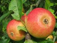 Orange Apple Seeds for Planting  Grow Your Own Unique Fruit