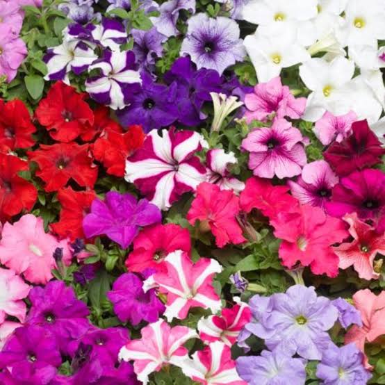 Mixed Pelleted Petunia Seeds for Planting Heirloom Non-GMO Seeds