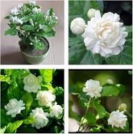 Jasmine Flower Seeds for Planting - Fragrant Blooms, Easy Gardening