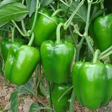 Green Bell Pepper Seeds Planting Guide