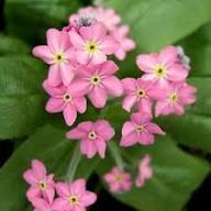 Pink Myosotis Flower seeds for Planting - Pollinator Friendly, Heirloom & GMO Free Seeds for Home Garden