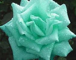 Sea Green Rose Flower Planting - Seeds for Exquisite Blossoms in Your Garden