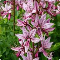 Pink Firebush Flower seeds for Planting - Premium Quality, Heirloom & GMO Free Seeds for Home Garden