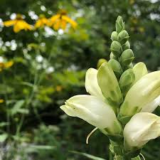 White Turtlehead Flower Seeds for Long-Lasting Hardy Planting  Seed for Lovely Outdoor Displays