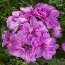 Light Violet Pelargonium Flower Seeds for Planting Low Maintenance Heirloom & GMO Free Seeds for Home Garden
 
 Sale