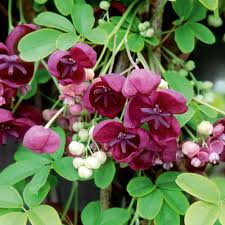 Akebia Flower seeds for Planting - Vibrant Colors, Heirloom & GMO Free Seeds for Home Garden