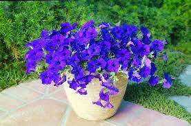 Deep Blue Petunia Flower Seeds for Planting Heirloom NONGMO Easy to Grow Garden Blooms Sale