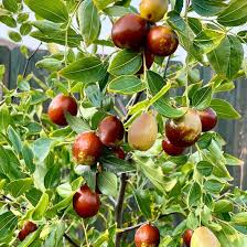 Orange Ziziphus Spinosa Seeds for Planting