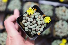Black Conophytum Seeds - Easy Planting