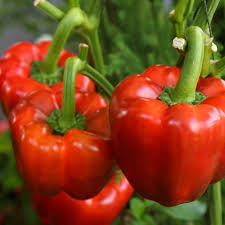 Sweet Pepper Seeds for Planting Vibrant Vegetables for Your Garden for Planting, Premium Vegetable Seeds | Heirloom Non
