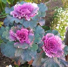 Violet Red Brassica Oleracea Flower Seeds for Planting Cut Flower Favorite Heirloom & GMO Free Seeds for Home Garden
 
 Sale