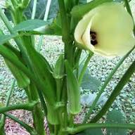 Green Clemson Vegetable Garden Seeds for Planting