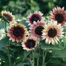 Sunflower Flower Seeds Burgundy for planting Heirloom Non-GMO Seeds