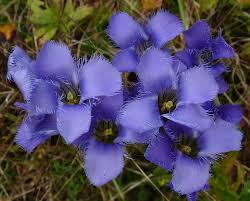 Blue Gentian Fringed Flower seeds for Planting - Fragrant Blossoms, Heirloom & GMO Free Seeds for Home Garden