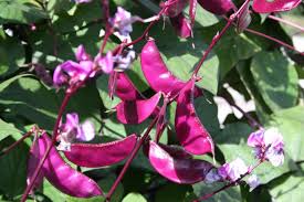 Purple & White Lima Bean Seeds for Planting