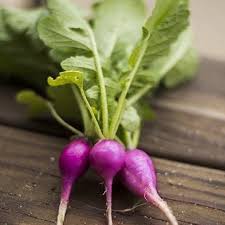 Purple Radish Seeds for Easy Planting