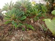 Green Euphorbia Duranii Flower seeds for Planting - Compact Growth, Heirloom & GMO Free Seeds for Home Garden