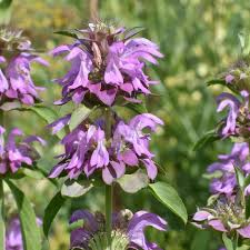 Lemon Bergamot Herb Seeds for Easy Planting