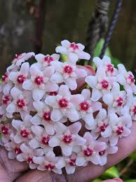 Pink White Hoya Carnosa Flower Seeds for Planting Bright Blooms Heirloom & GMO Free Seeds for Home Garden
 
 Sale