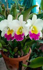White Pink Cattleya Flower Seeds for Planting Perfect for Borders Heirloom & GMO Free Seeds for Home Garden
 
 Sale