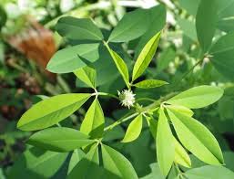 Chipilin Guatemalan Vegetable Seeds for Planting