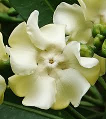 Voacanga Flower Seeds: Enchanting Blooms for Garden Enthusiasts  Plant with Joy!
