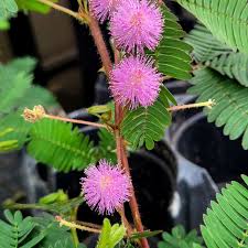 Mimosa Flower seeds for Planting - Sun Loving, Heirloom & GMO Free Seeds for Home Garden