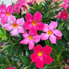 Mixed Mandevilla Sanderi Flower Seeds for Planting Heirloom and GMO Free Seeds for Home Garden Bright Blooms 
 
 Sale