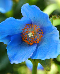 Himalayan Flower seeds for Planting - Vibrant Colors, Heirloom & GMO Free Seeds for Home Garden