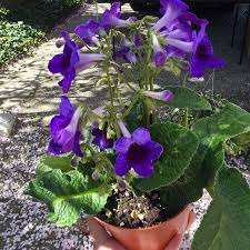 Streptocarpus Flower Seeds for Vibrant Blooms  Perfect for Gardening & Planting