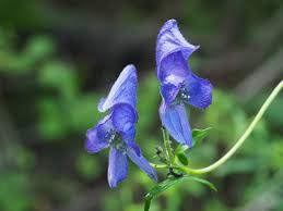 Monkshood Blue Flower Seeds for Planting - Stunning Perennial Blooms - Evergrowseeds