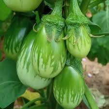Thai Eggplant Seeds for Planting - Cultivate Flavorful and Versatile Vegetables in Your Garden