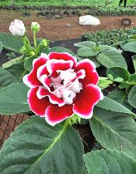 Red Gloxinia Flower Seeds for Lush Blooms  Easy Planting