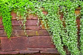 Emerald Falls Dichondra House Flower seeds for Planting - Fragrant Blossoms, Heirloom & GMO Free Seeds for Home Garden
