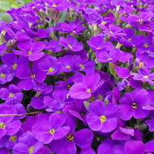 Aubrieta Violet Flower seeds for Planting - Shade Tolerant, Heirloom & GMO Free Seeds for Home Garden