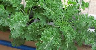 Kale Vegetable Seeds for Easy Planting