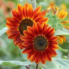 Orange Sunflower Seeds for Planting